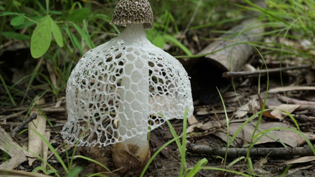 10 Most  Beautiful Mushrooms In The World