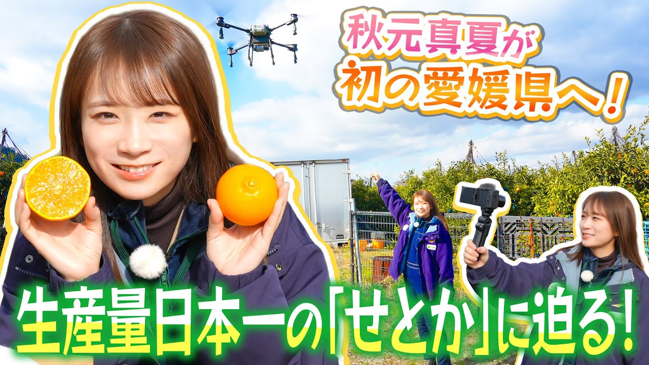 愛媛県が生産量日本一の「せとか」を秋元真夏が収穫！適期防除用の大型ドローンも見せていただきました！