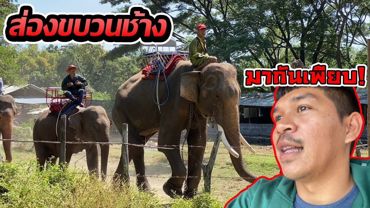 แอบส่องขบวนช้างสุรินทร์! บุกไปดูค่ายช้าง