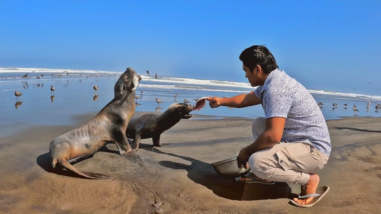Impresionante lo que hizo este pescador con LOBOS MARINOS a orillas del mar