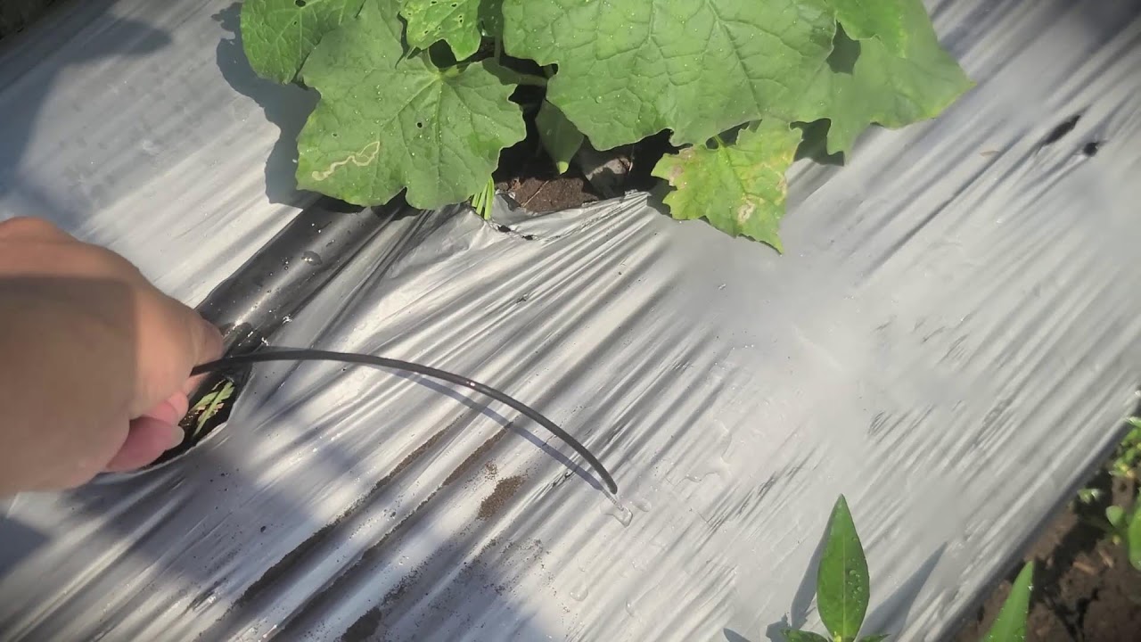 Sustainable Watering: How to Water Bitter Melon Properly _FarmersLife _Shorts