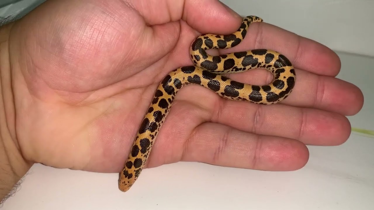 Snake collection update! Rare hognose snake and kenyan sand boa morphs!!