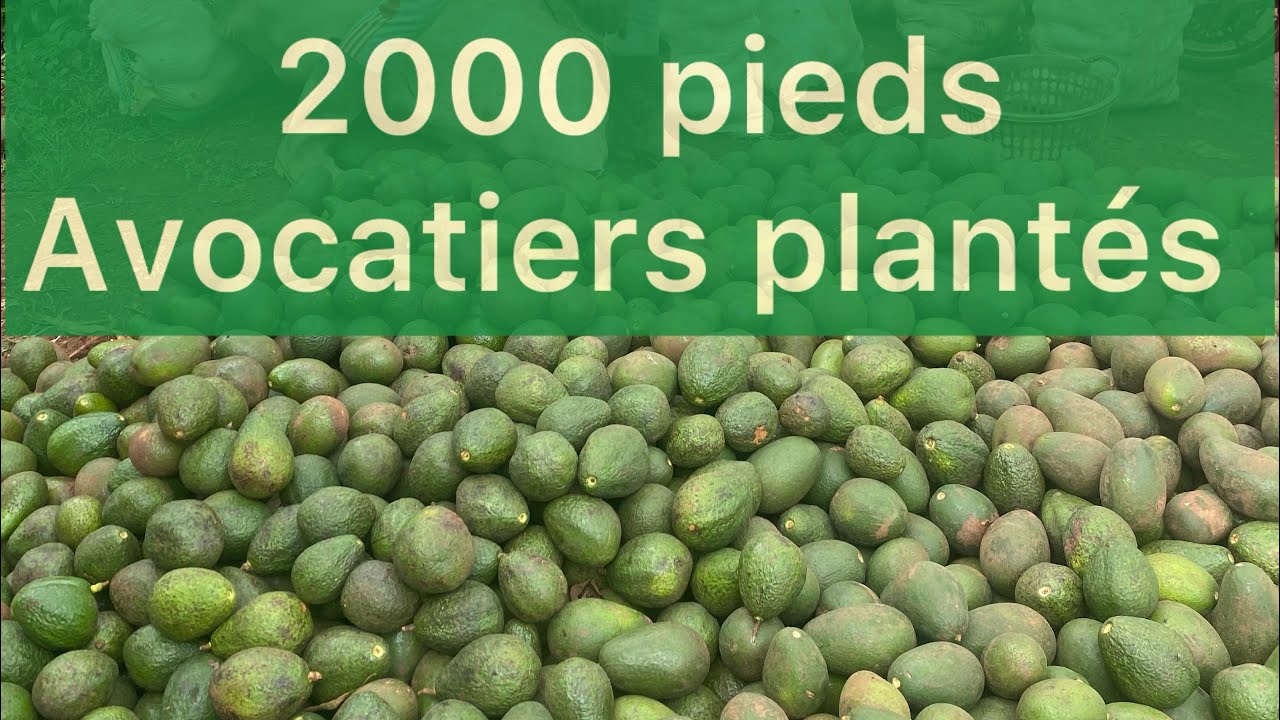 10 ha d’avocatier associer au bananier : Retour en 2025 : une année agricole de succès pour nous : 