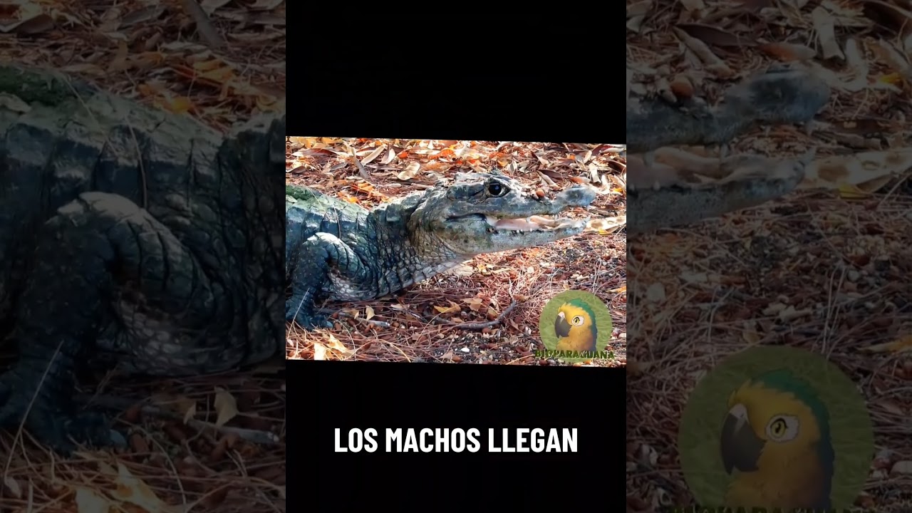 Baba, Babo Babilla o Caim&aacute;n te Anteojos