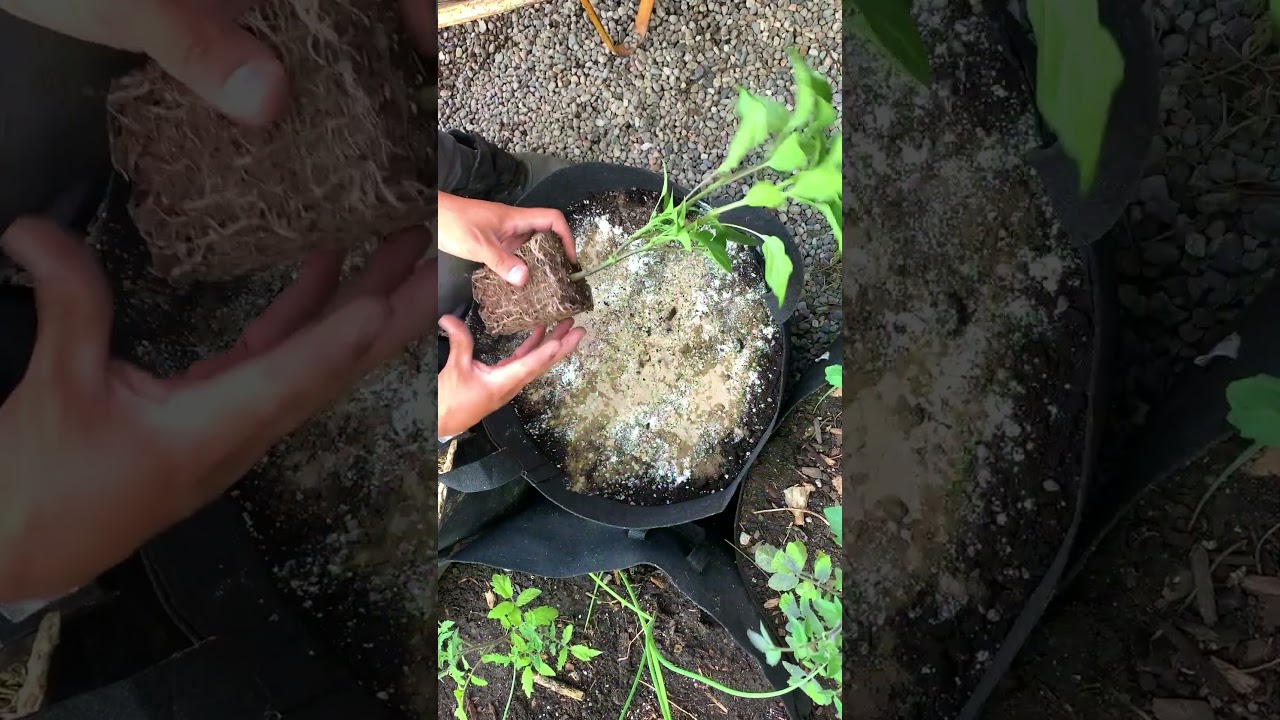 New School: Companion planting trick. Grow more food in less space