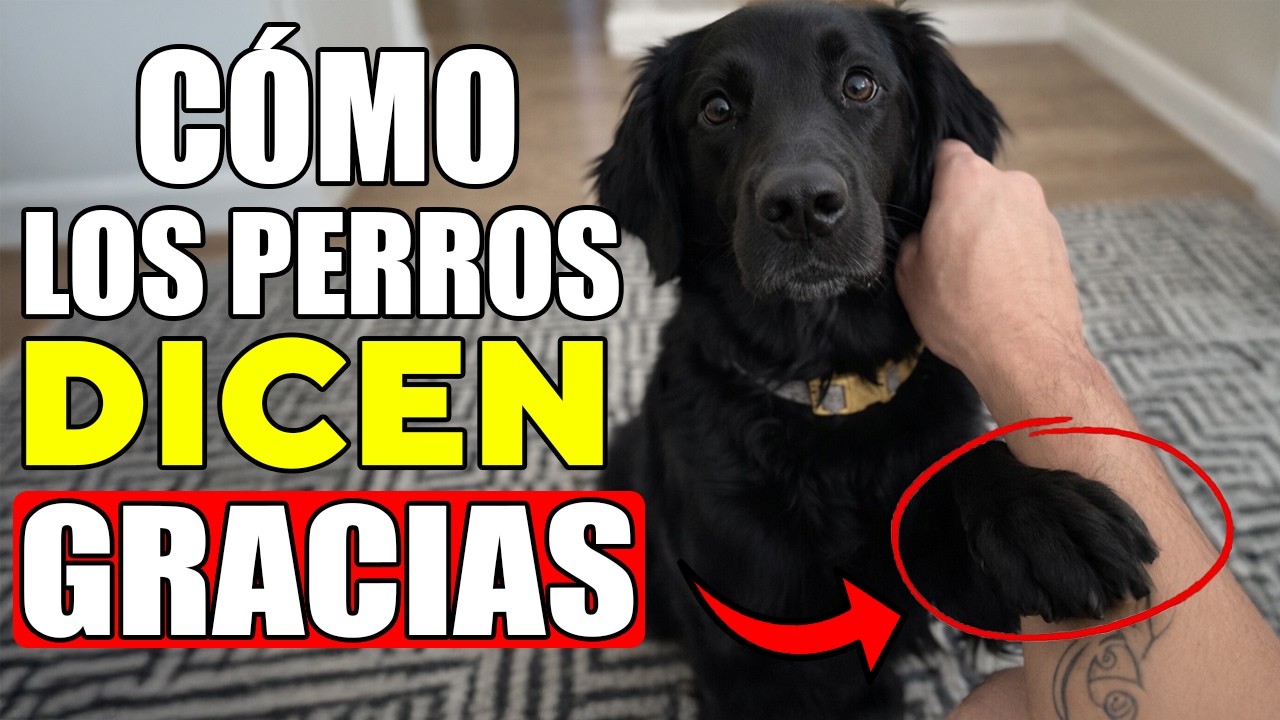 16 Formas En Que Un Perro Te AGRADECE (Sin Que Te Des Cuenta)