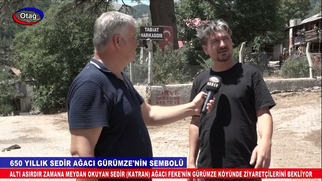 ALTI ASIRLIK SEDİR AĞACI FEKE'NİN GÜRÜMZE KÖYÜNDE ZİYARETÇİLERİNİ BEKLİYOR