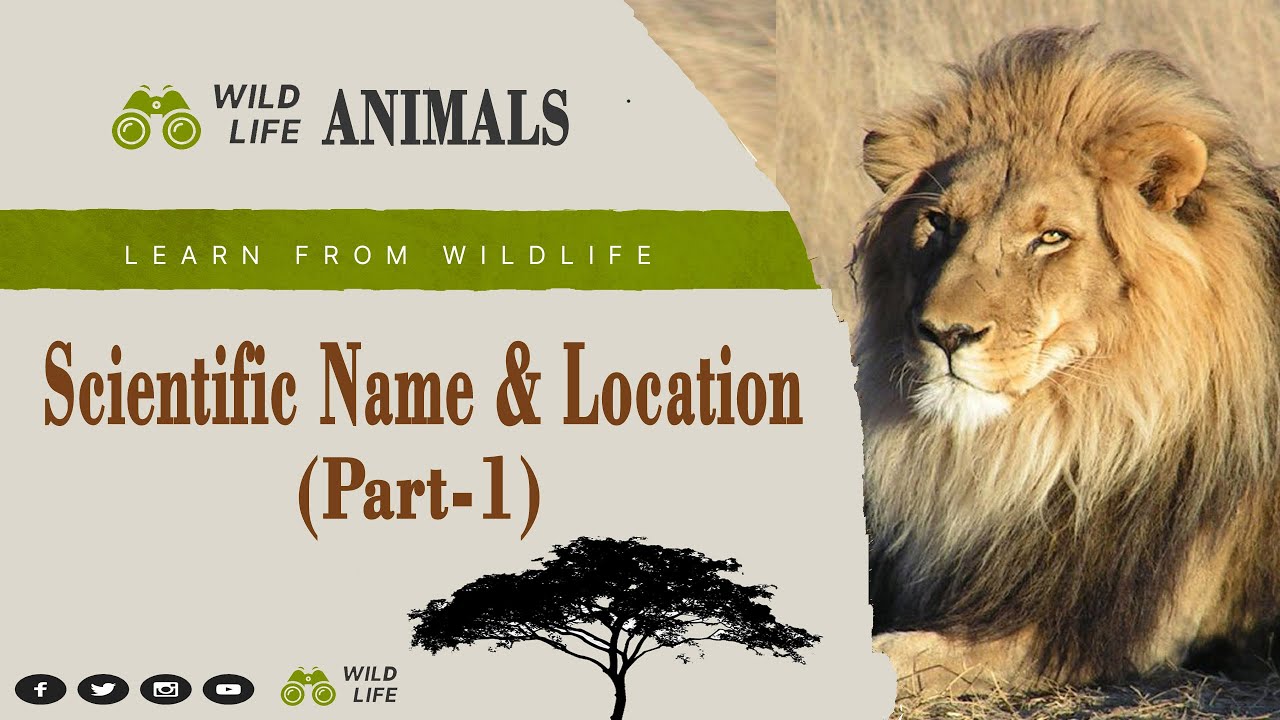 Animals Scientific Name ll Family and Location ll Part-1 ll