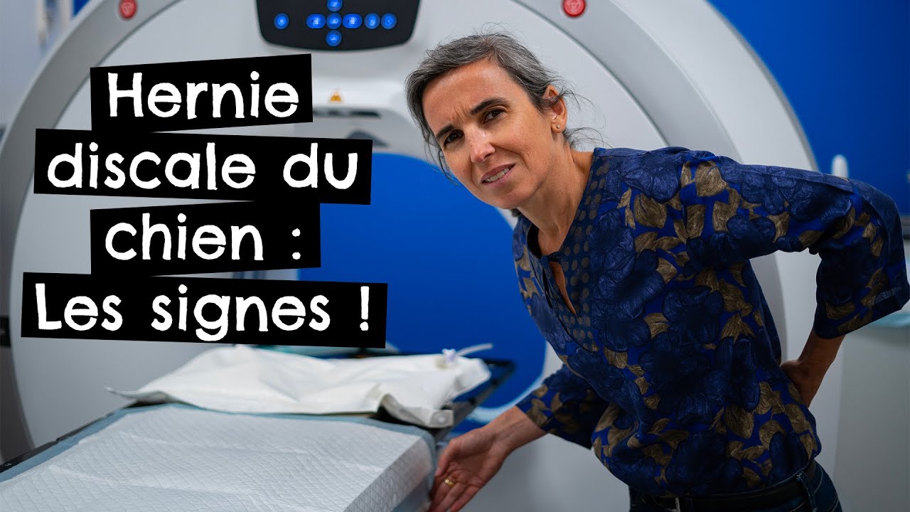 Hernie discale du chien : Les signes ! 🐶