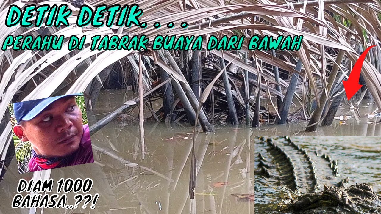 Pertanda apa ini‼️ Ya Tuhan, buaya mulai meresahkan pemancing udang galah