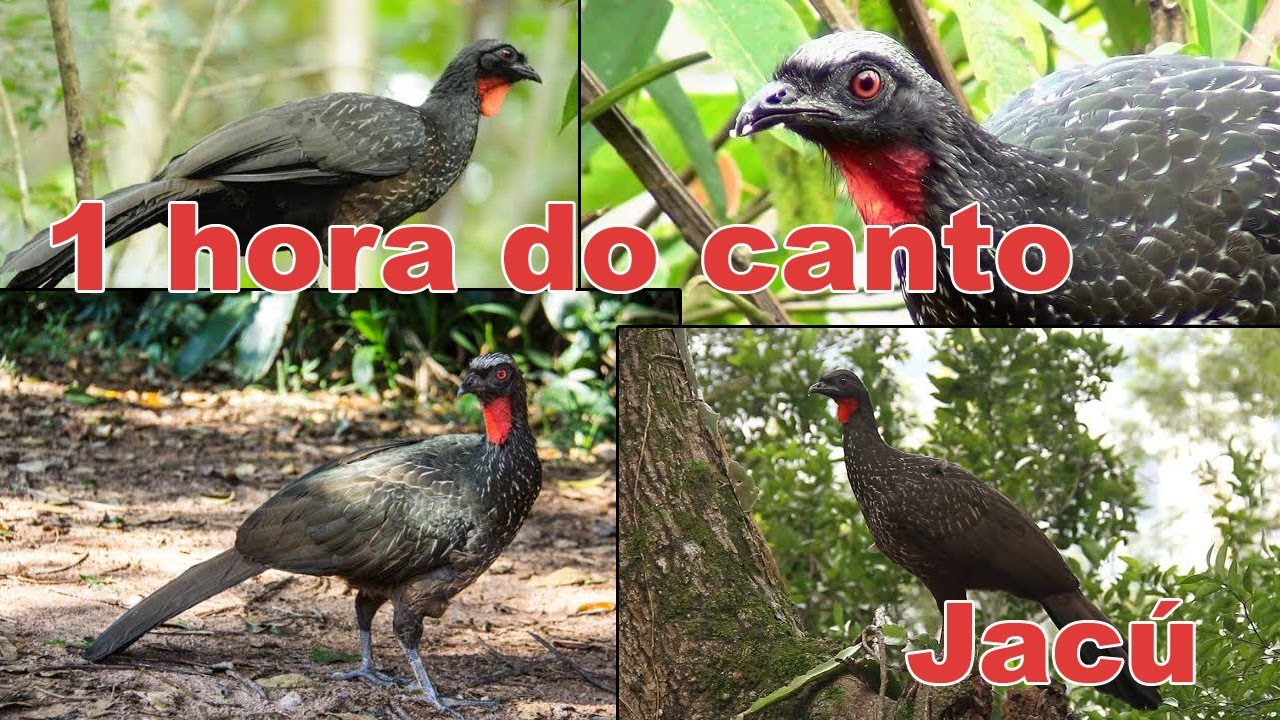 1 Hora do Canto do Jacu - Sons do Campo.