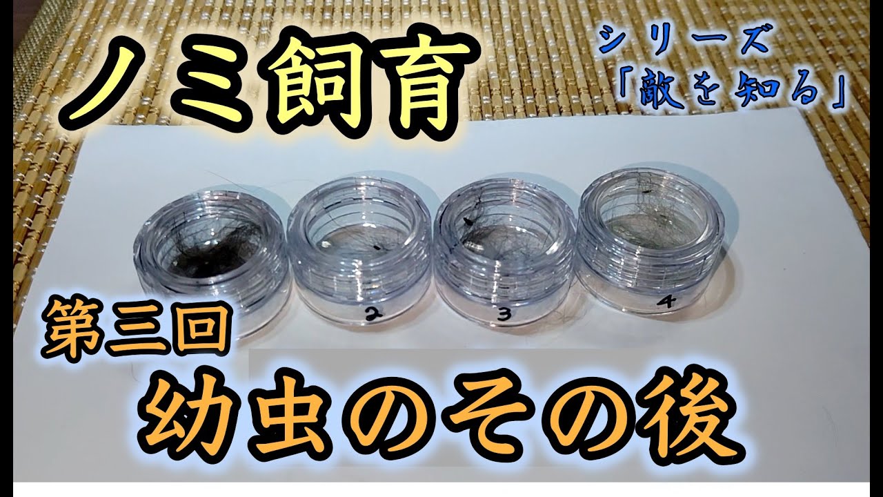 【閲覧注意】ノミの幼虫のその後。25日目までの様子【シリーズ「敵を知る」】