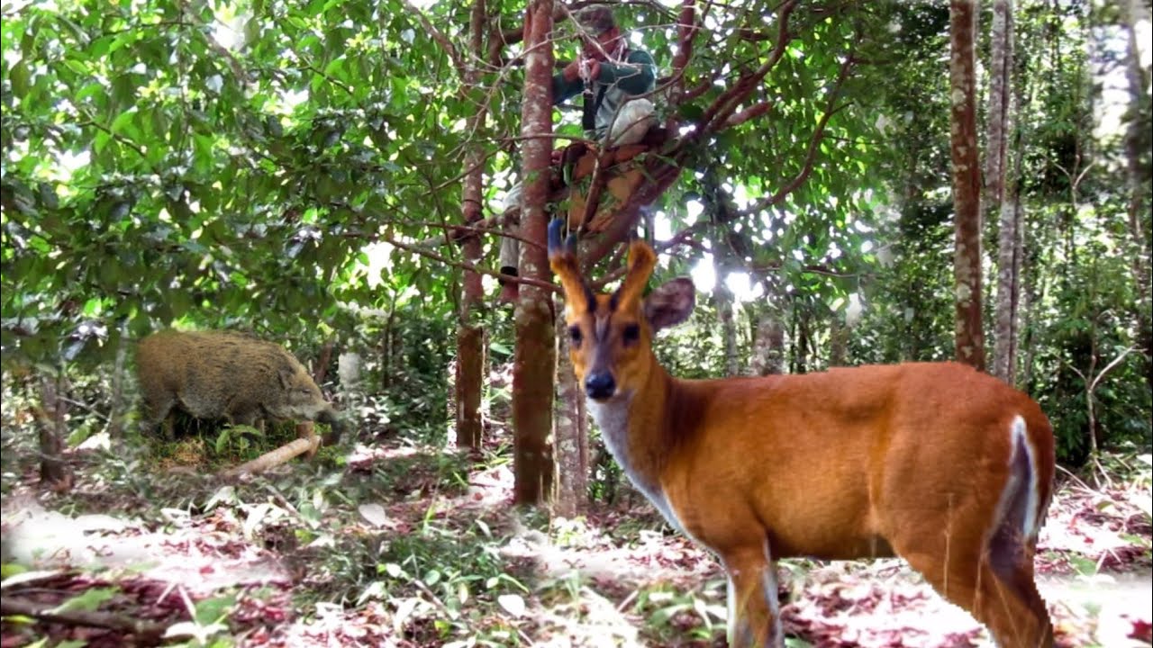WOOW‼️EPIK MOMEN DETIK DETIK KEDATANGAN KIJANG SAAT NYANGGONG HAMA BABI