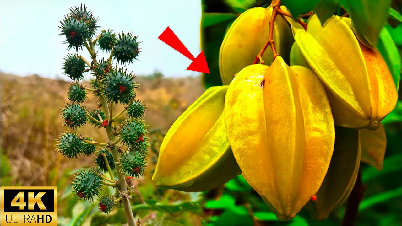 Top 15 Frutas Más Peligrosas Del Planeta Que No Creerás Que Existen #extrañas | Toplora