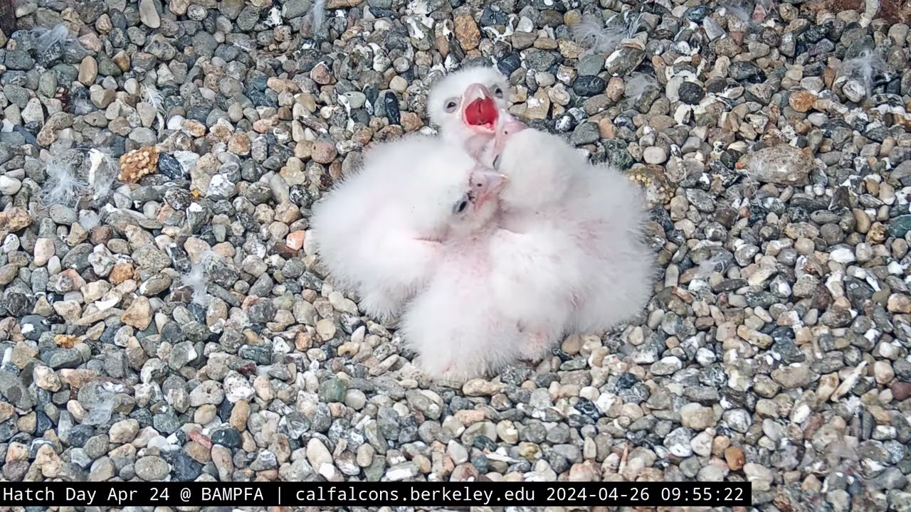 4-26-24 3 minutes of a squirming pile of fluff