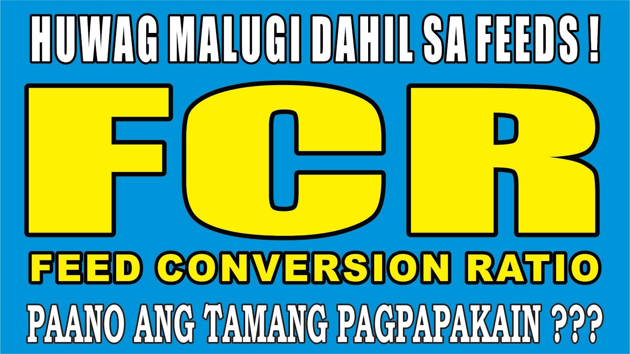 Ep. #18 - HUWAG MALUGI - ILANG KILO BANG FEEDS ANG DAPAT IPAKAIN SA MGA HITO HANGGANG HARVEST - FCR