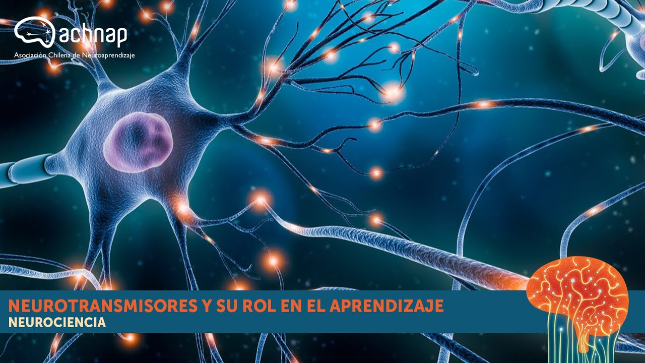 Neurotransmisores y su rol en el Aprendizaje