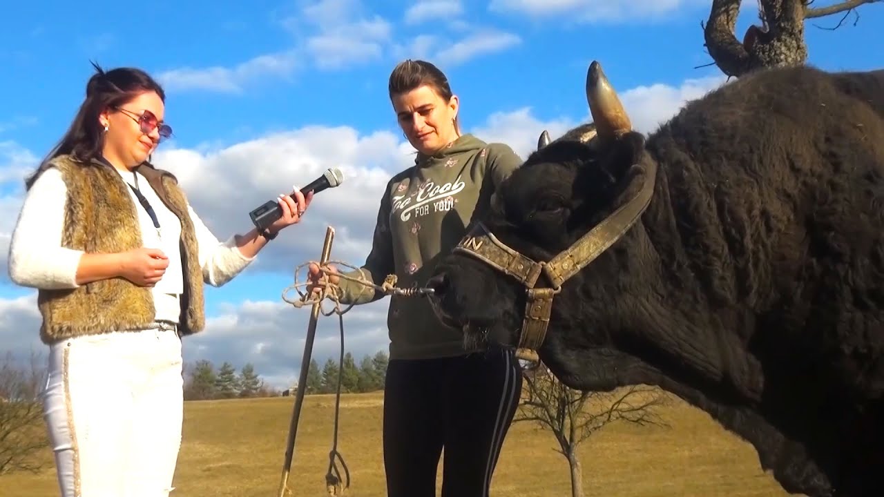 Hvala Bogu &scaron;to je bik do&scaron;ao u na&scaron;u &scaron;talu, tjerao mi je suze na oči