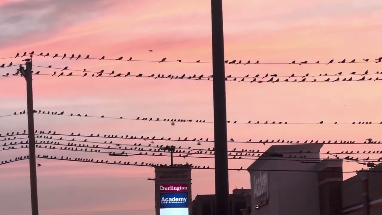 Fly Away Birdie