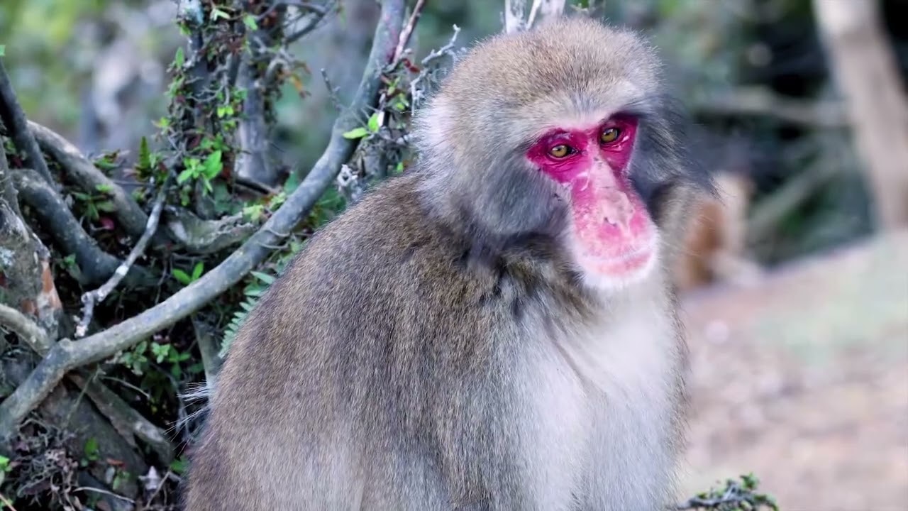 Beautiful Creatures (TV Documentary Music) | Wild Documentary Music