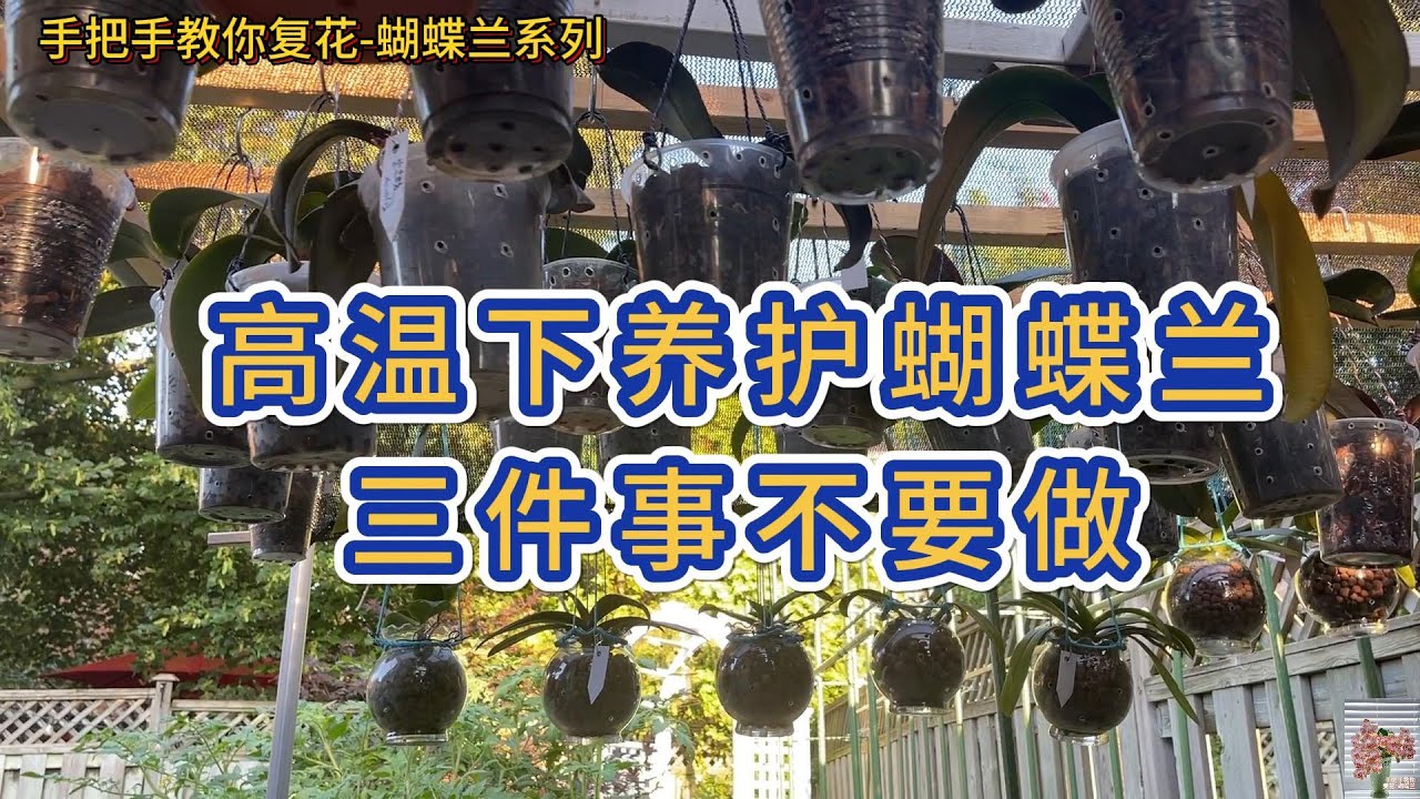手把手教你复花-蝴蝶兰 70- 高温下养护蝴蝶兰三件事不要做