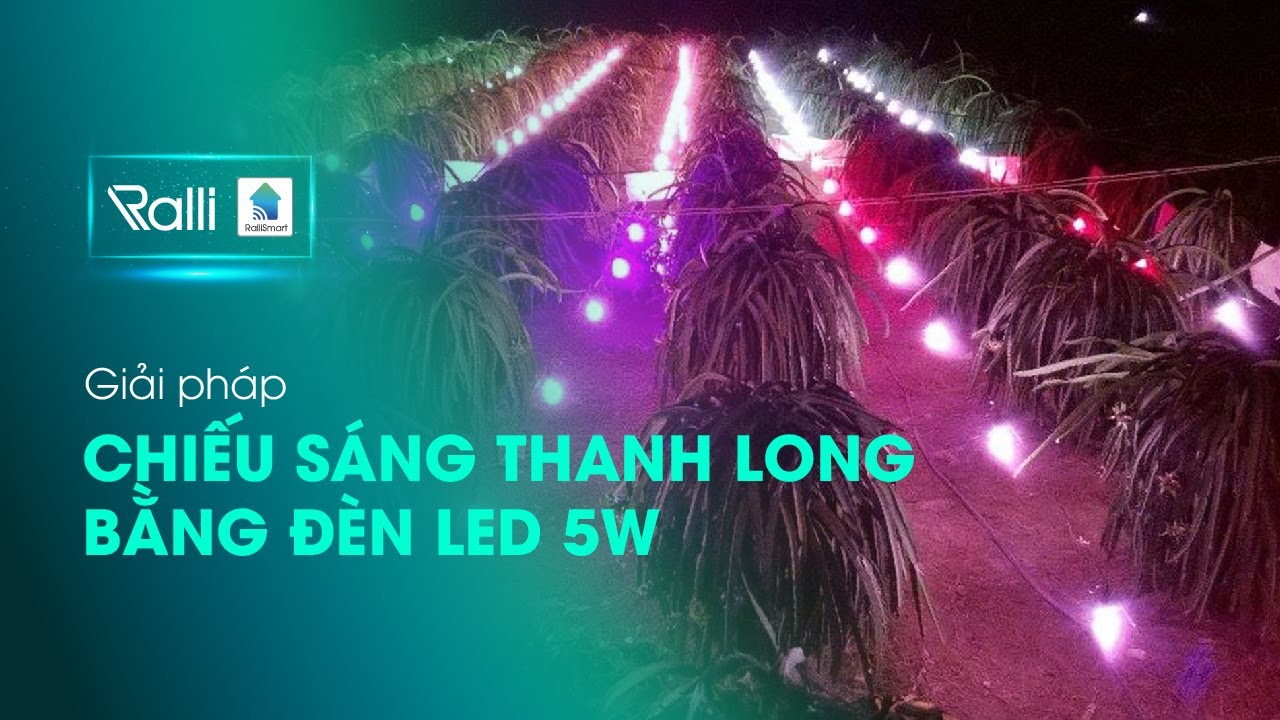 Giải pháp chiếu sáng cây thanh long bằng đèn LED 5W Rạng Đông