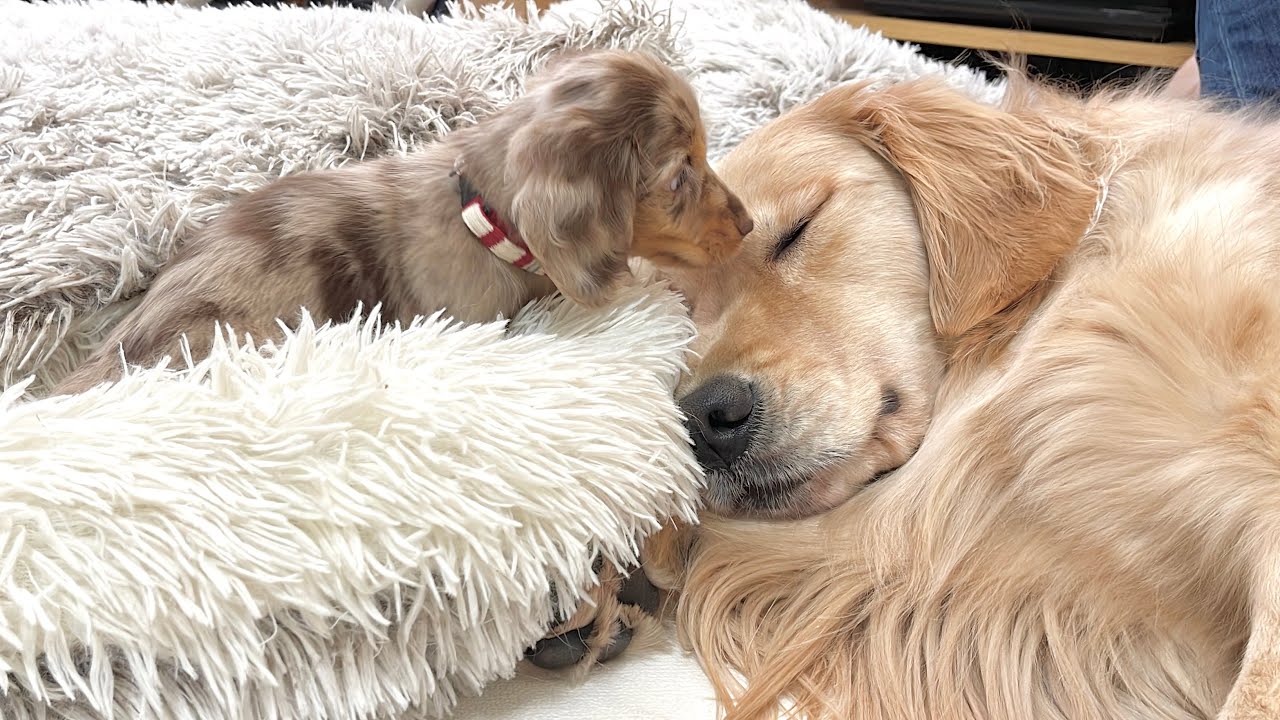 子犬の事が気になって眠気限界でも見守ってしまう優しさの塊のゴールデンレトリバー