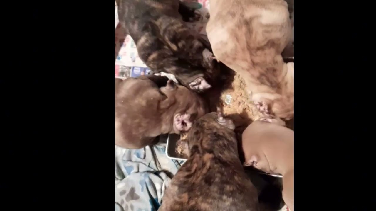 If They Ain't Doing This Something is Wrong😱 #dbbkamp #abkcpocketbully # puppiesavailable 