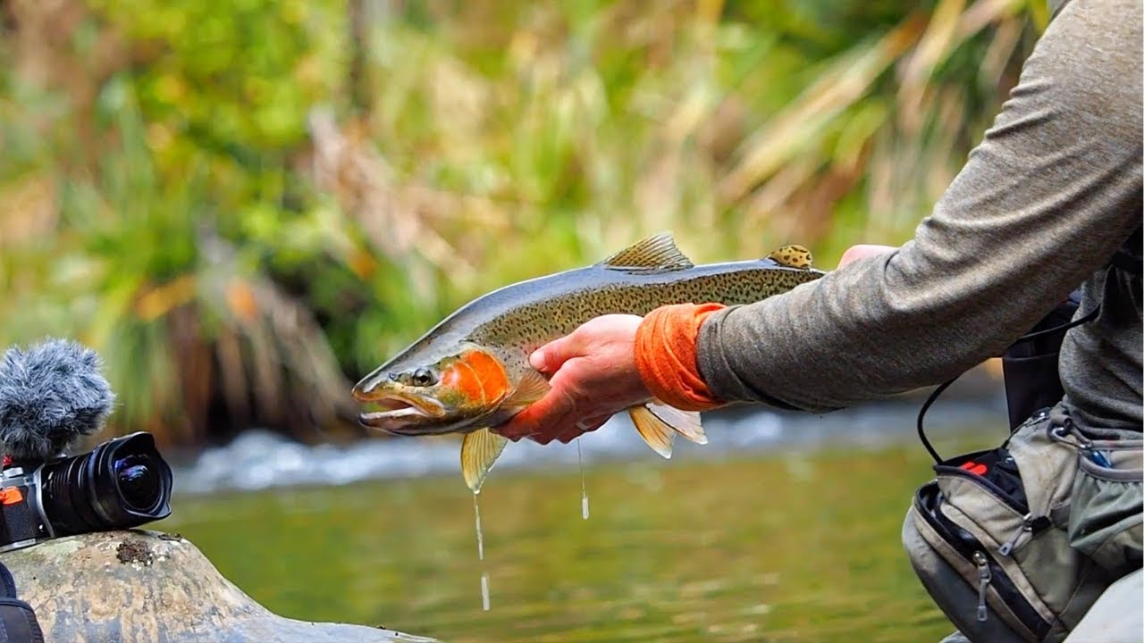 REMOTE FISH/CAMP [New Zealand Fishing] Part 1
