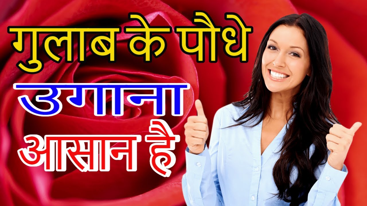 👍rose plant growing tips✔rose plant growing tips in Hindi😊rose plant growing tips for beginners