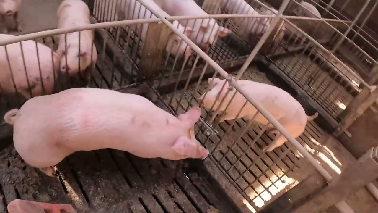 肉豚出荷　1月19日2024