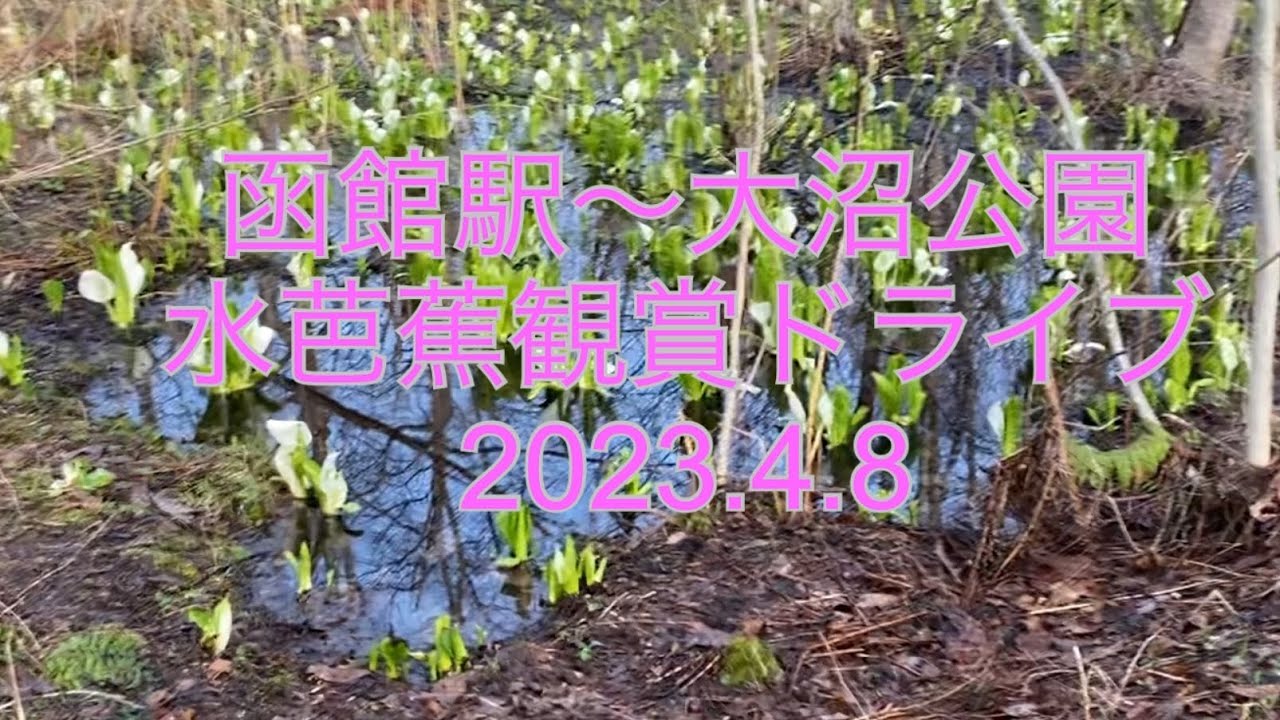 春の北海道ドライブ　函館駅から大沼公園　水芭蕉群生地へ