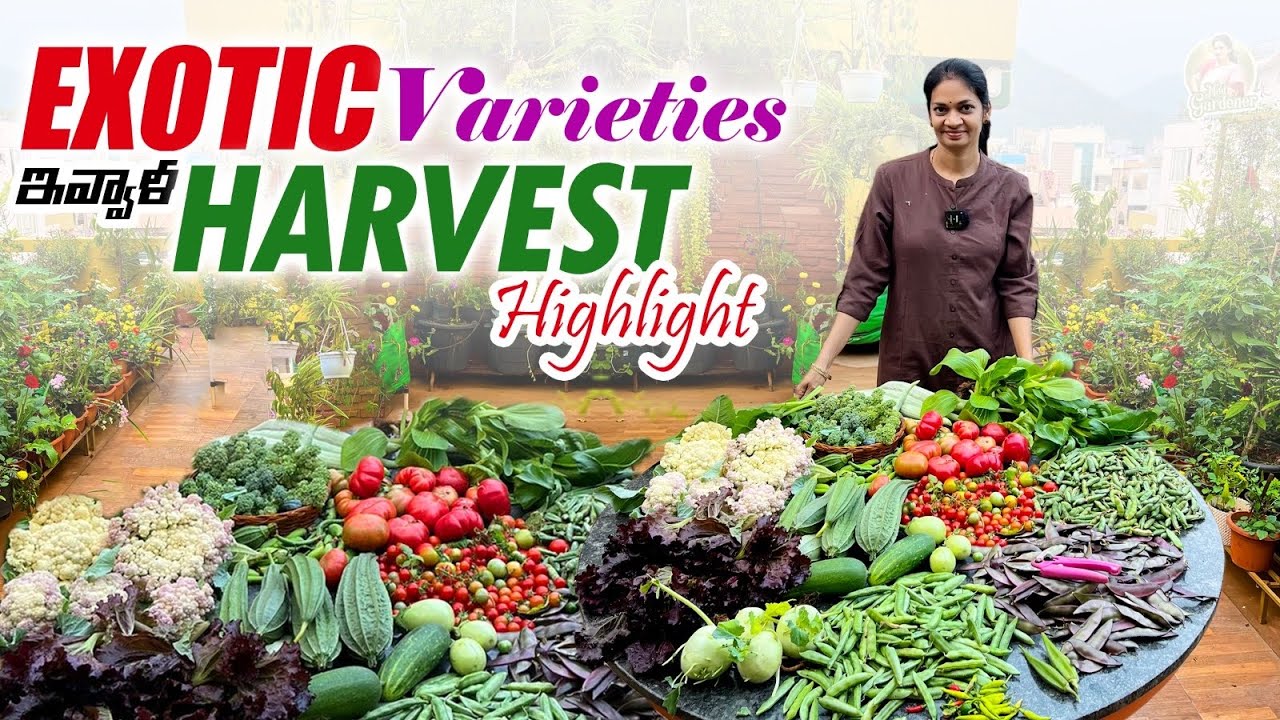 మిద్దె తోటలో ఇవాళ ఎన్నో ఖరీదైన విదేశీ కూరగాయలు కోసము / Exotic Harvest @MADGARDENER