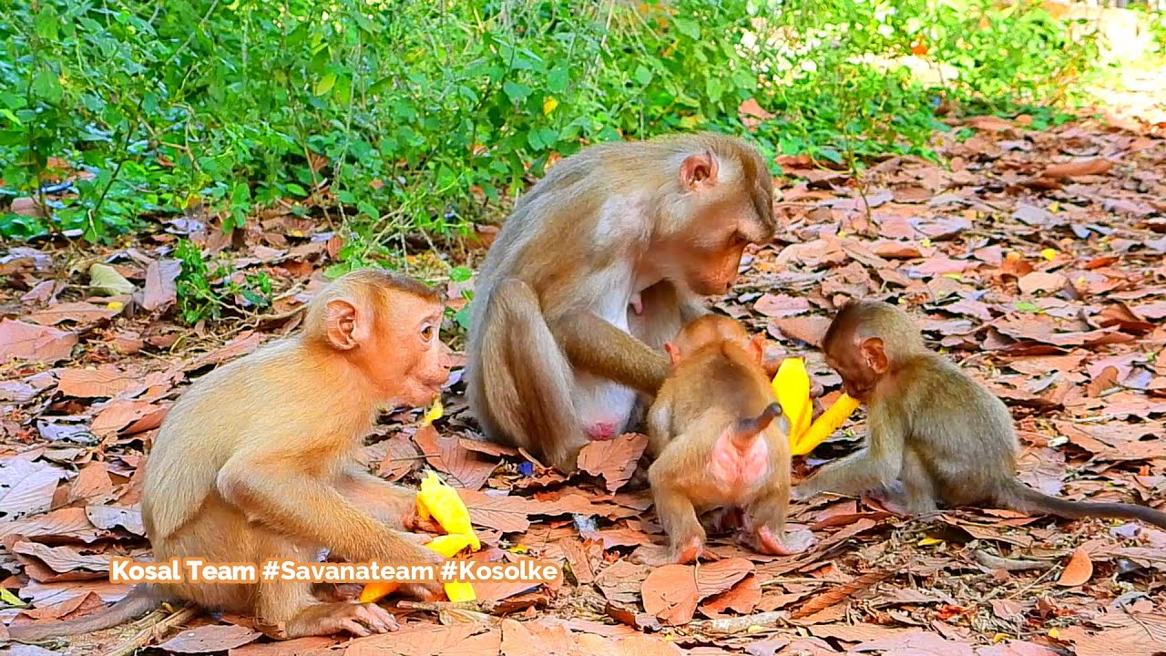 Wow Rainbow Angela are very happy they shared mango 🥭💕💖❤🍌🥑