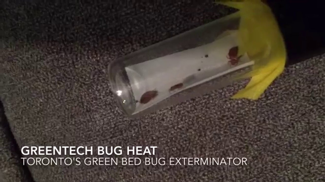 Bed bug inspection Toronto Bed bug detection dogs Toronto