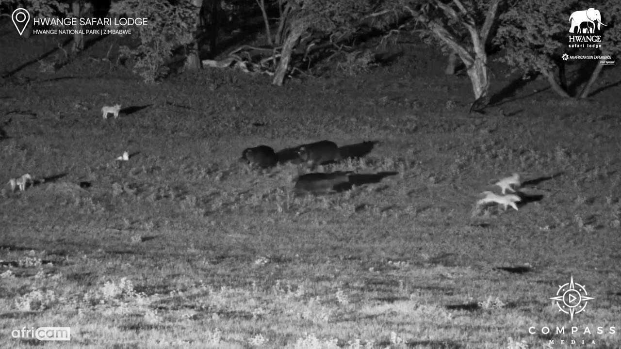 Hippos & Lions Fight for Waterhole Dominance