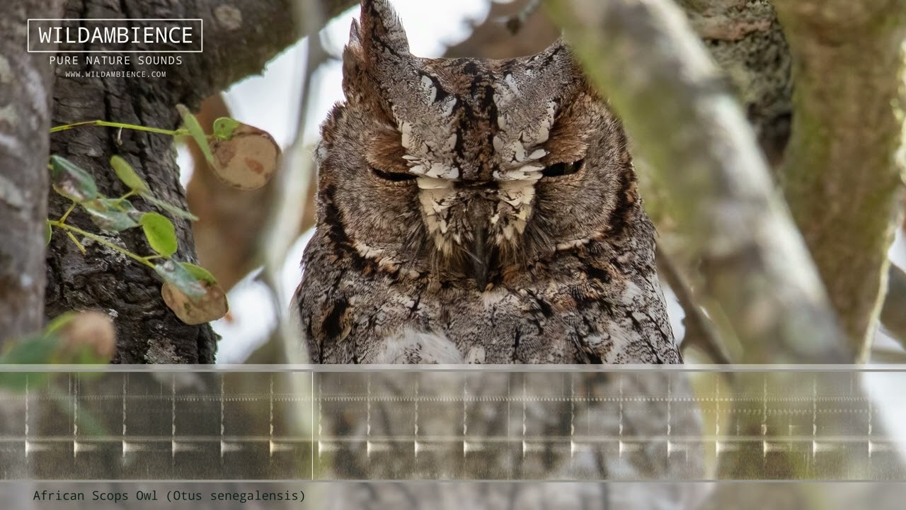 African Scops Owl Call & Sounds