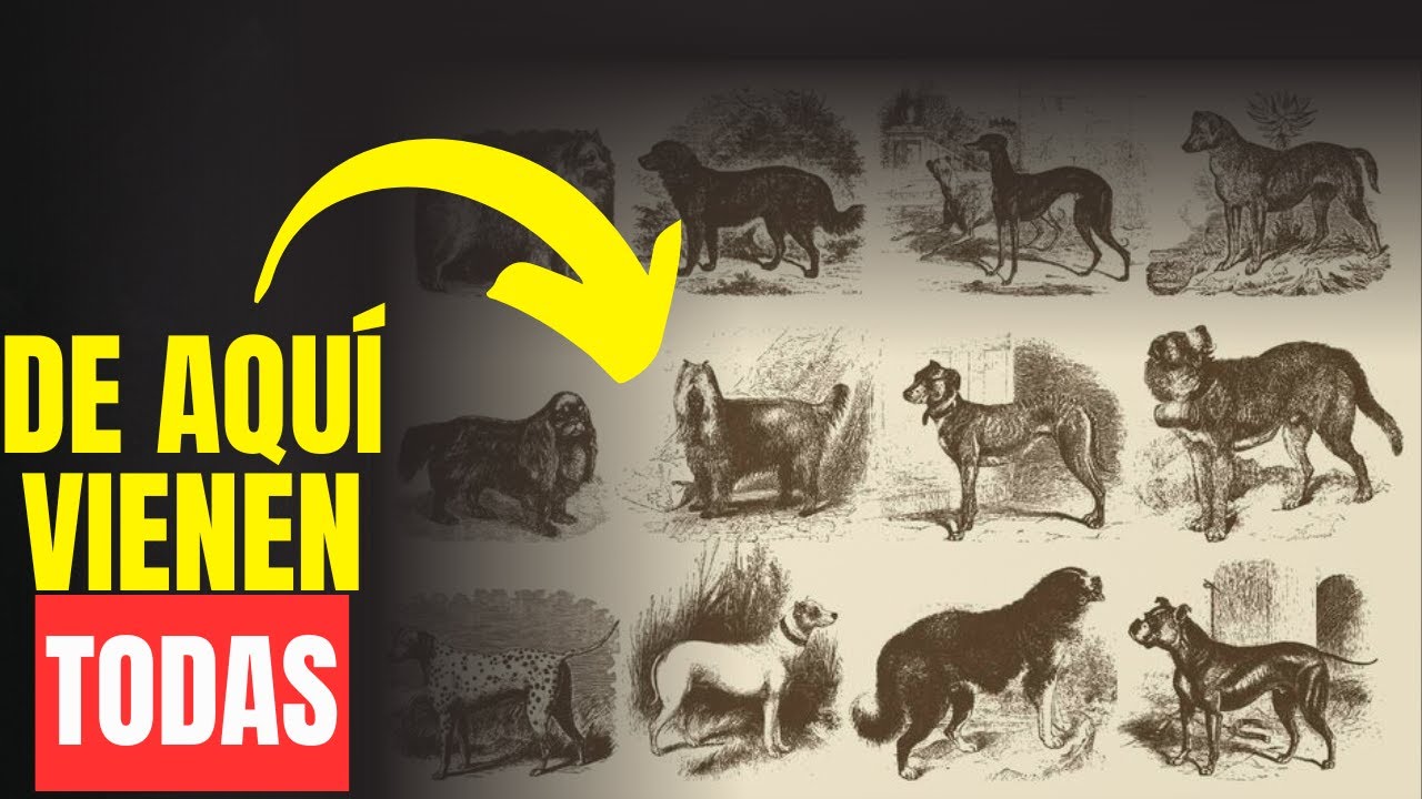 De aquí vienen todas las razas: EL SECRETO DEL AKC