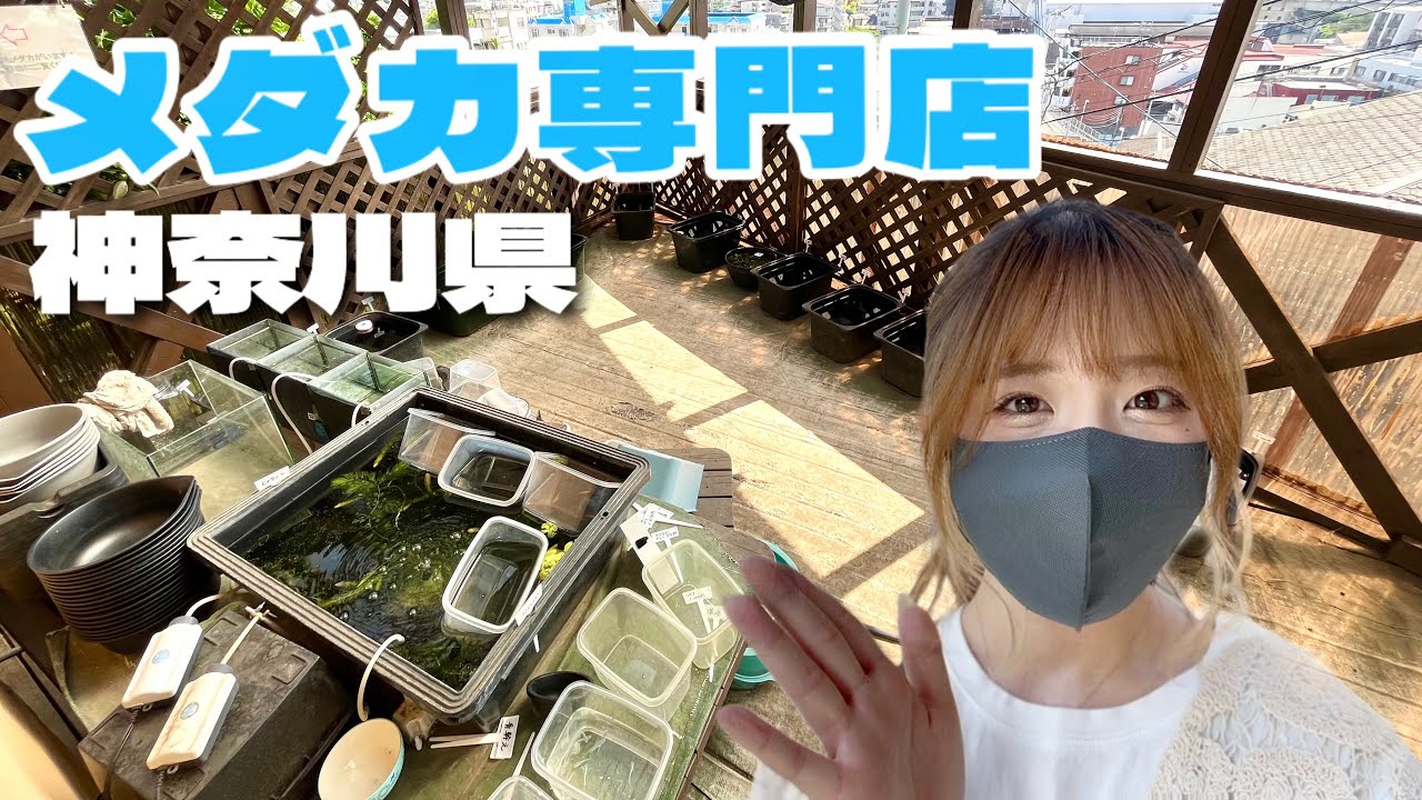 神奈川県のメダカ専門店に行ってきました！人気品種や店内も公開✨️