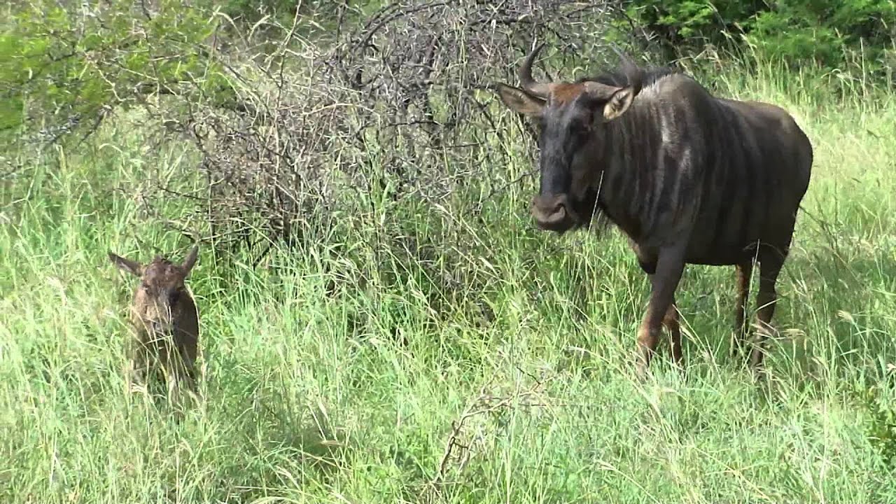 Brand New Baby Wildebeest is Confused