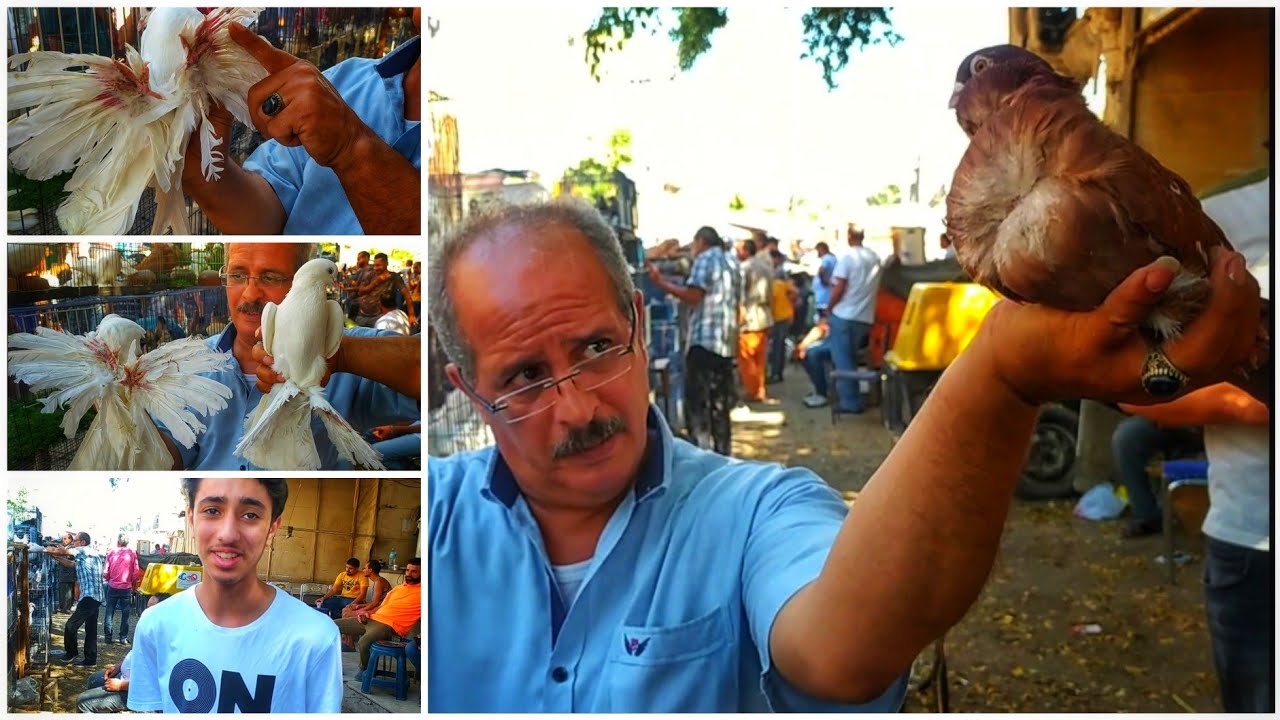 سوق السيده عائشه اسعار الحمام الغزار وصافى وزينه مفاجأه 💯 فى السعر مع عم هانى👌❤