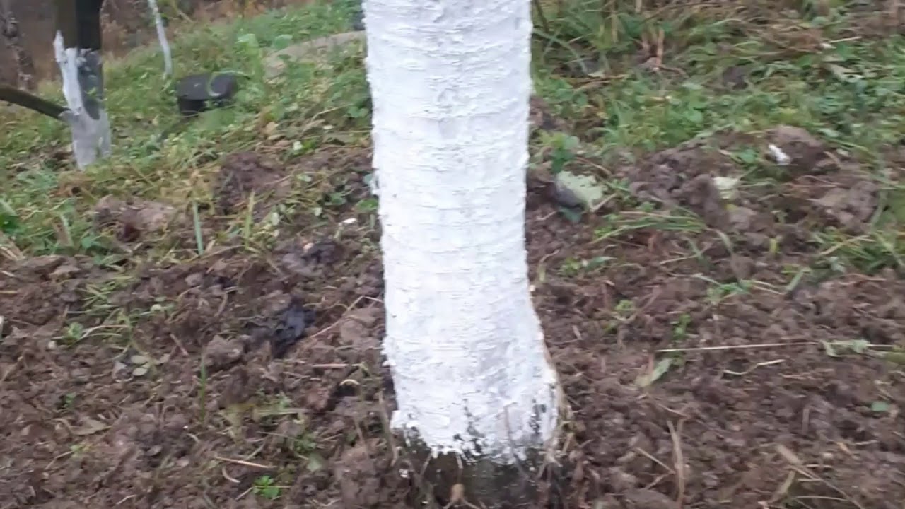 JESENJE (ZIMSKO) ĐUBRENJE VOĆA NEZAOBILAZNO!!