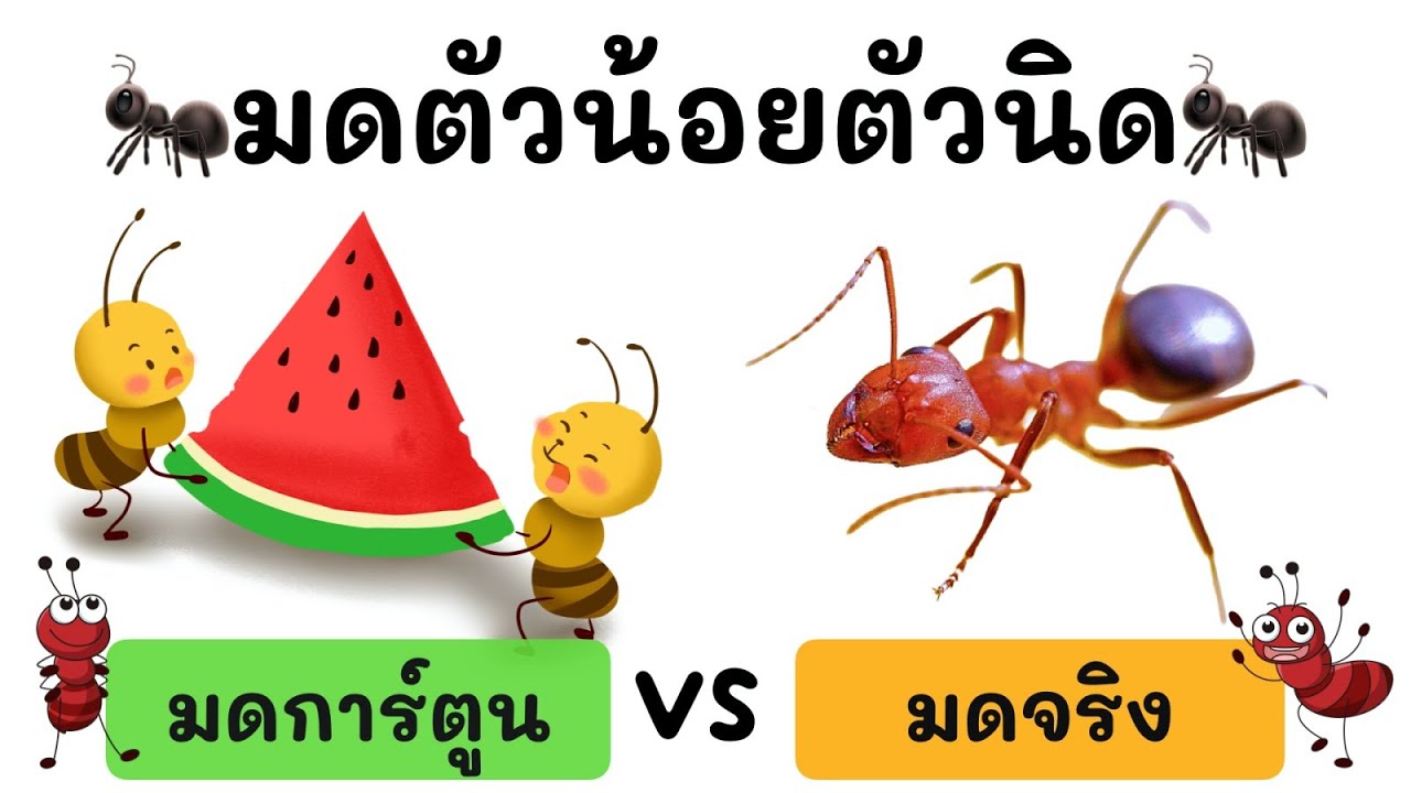 เพลงมดตัวน้อยตัวนิด (มดการ์ตูน VS มดจริง) l เพลงเด็กอนุบาล l สื่อการเรียนการสอนสำหรับเด็ก