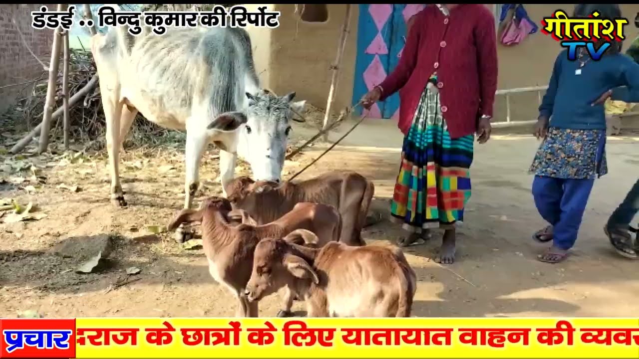 गाय ने तिन  बछड़े को  दिया जन्म--