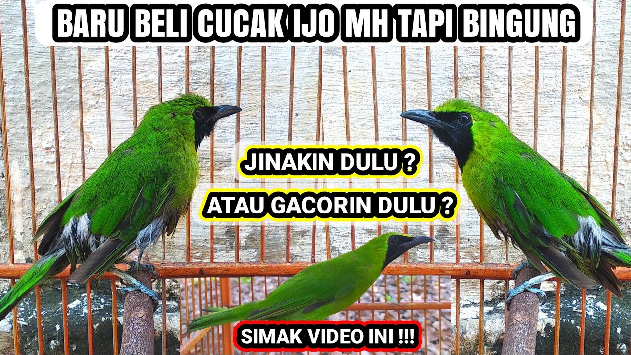 TIPS PERAWATAN CUCAK IJO MH / OMBYOKAN !!