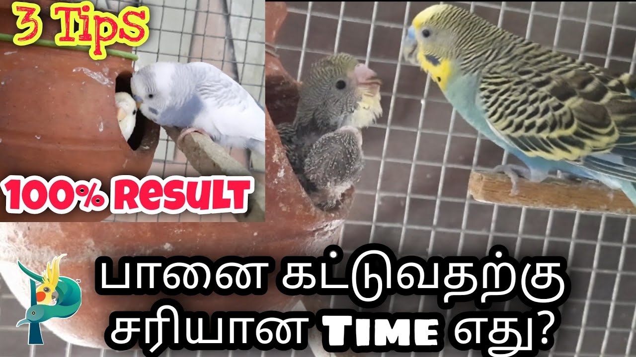 சீக்கிரமா முட்டை போட எந்த Timeல பானை கட்டணும் || முக்கியமான பதிவு || 100%  உறுதி || PETZZZ TAMIZHA