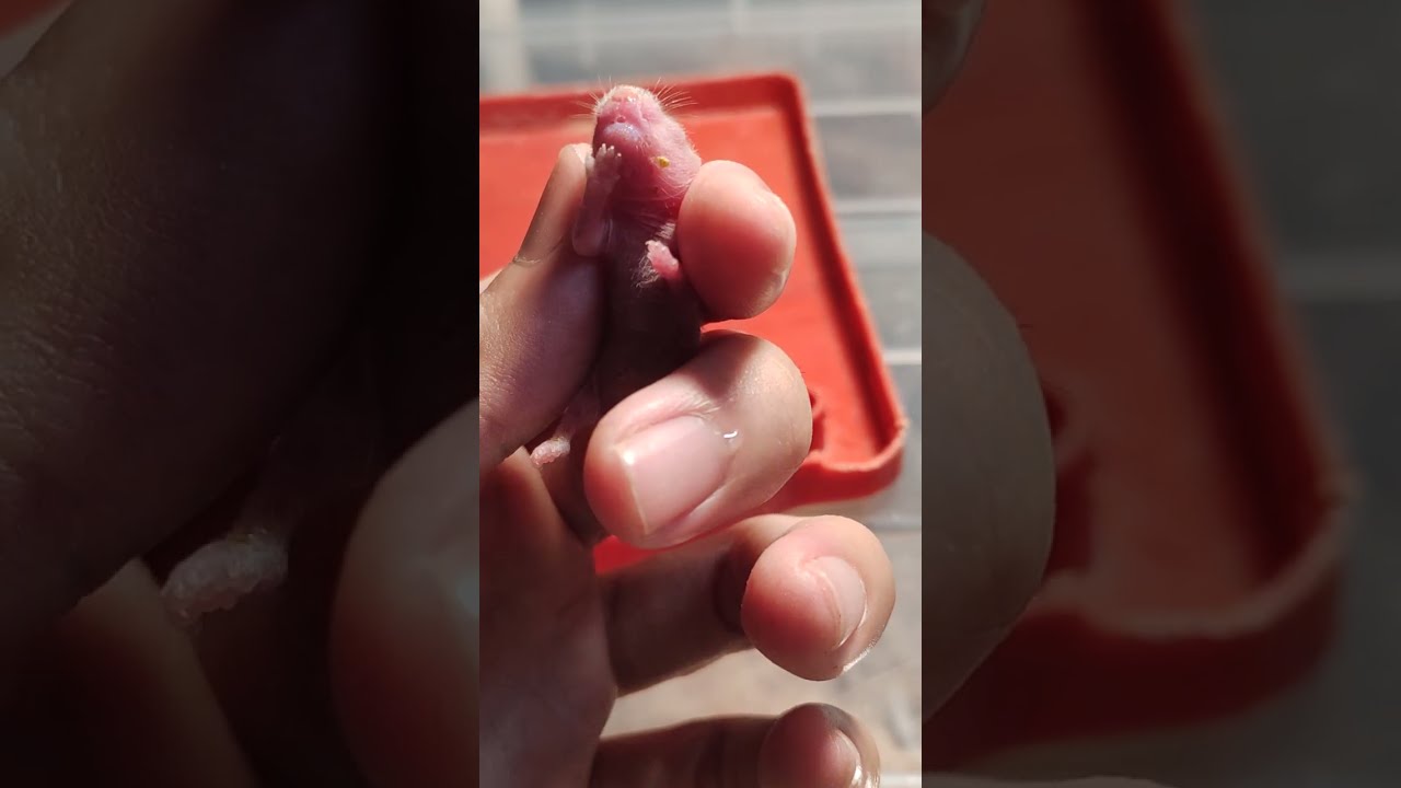 Cách chăm hamster con ốm yếu bị mẹ bỏ không cho bú sữa