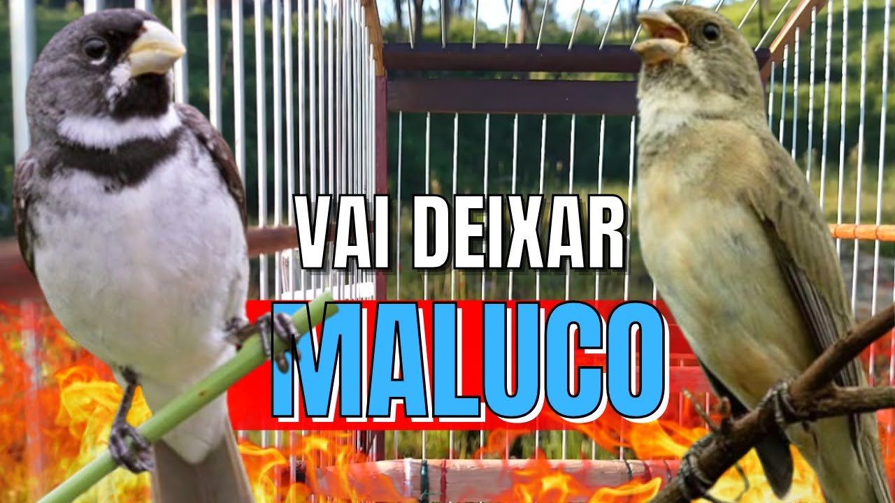 COLEIRO TUÍ-TUÍ COM FÊMEA CHAMANDO PARA ESQUENTAR COLEIRO FRIO E ENCARTE DE COLEIRO TUI TUI