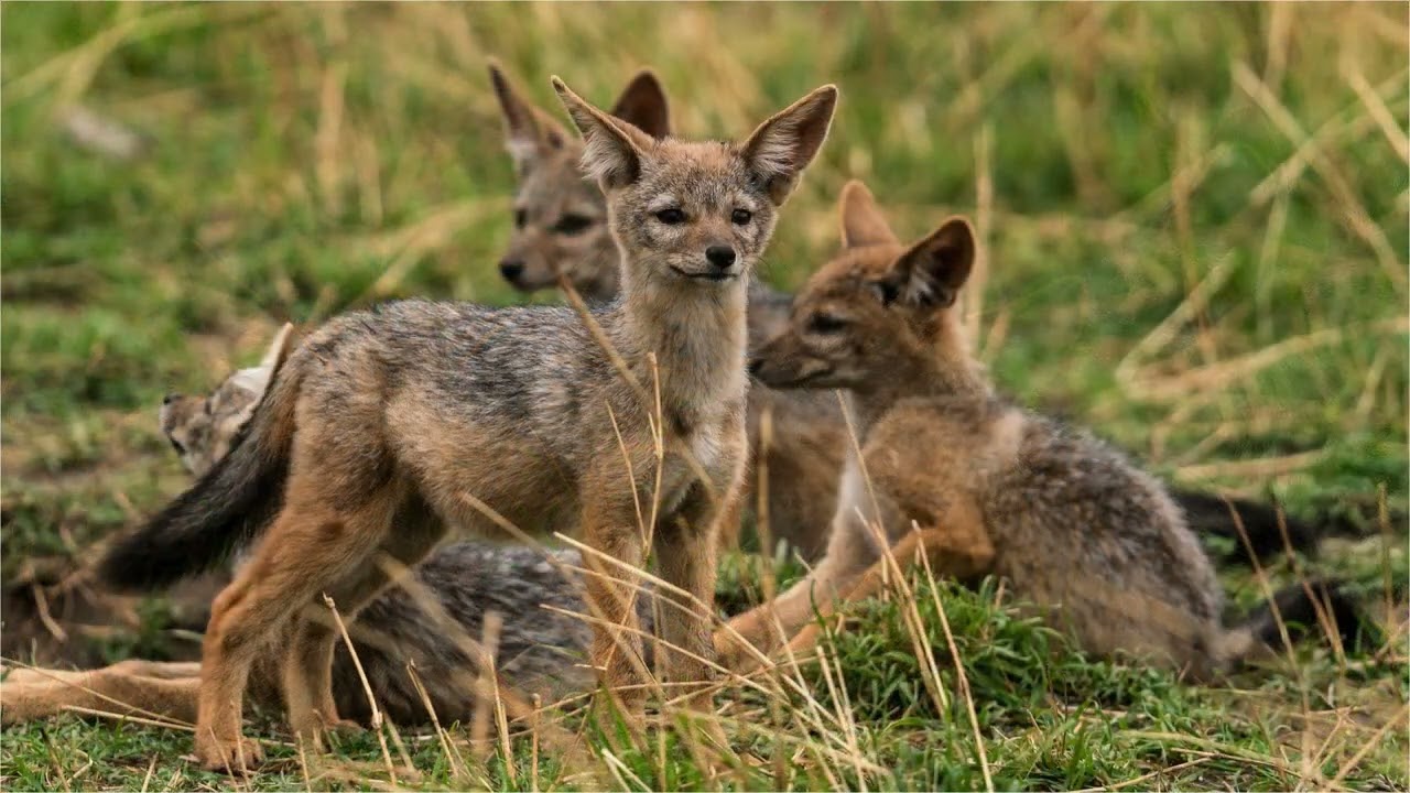 SERENGETI