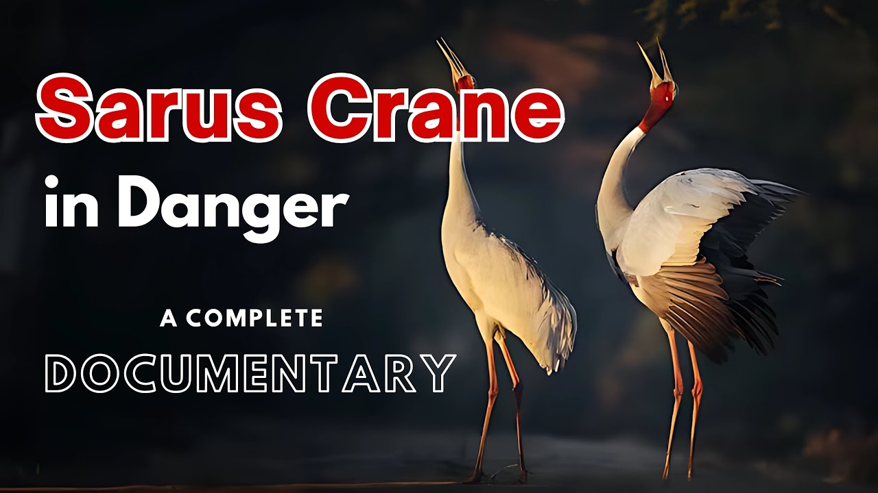 Saving Sarus Cranes: A Documentary by Dr Harsh Gulati #savebirds